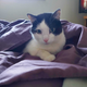 Image for article titled The Cats Of Kotaku